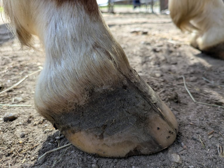 Weitere Ponys/Kleinpferde Stute 4 Jahre 140 cm Fuchs in Stade