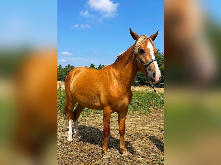 Weitere Ponys/Kleinpferde Stute 4 Jahre 140 cm Fuchs in Zwettl Stift