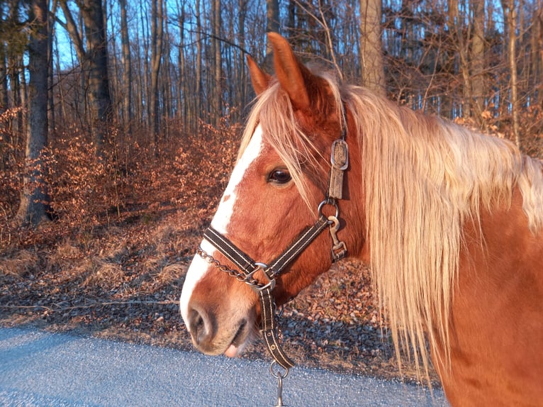 Weitere Ponys/Kleinpferde Stute 4 Jahre 140 cm Fuchs in Zwettl Stift