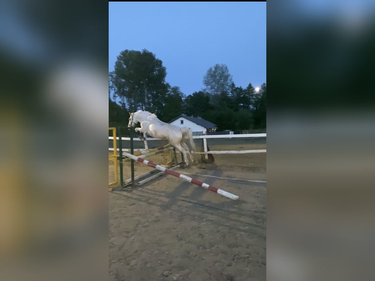 Weitere Ponys/Kleinpferde Stute 4 Jahre 140 cm Tigerschecke in Lubin