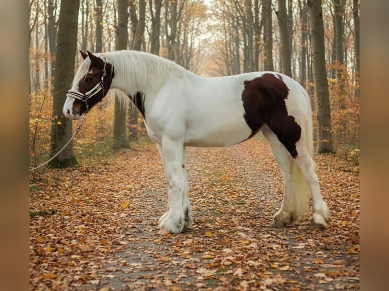 Weitere Ponys/Kleinpferde Stute 4 Jahre 143 cm Schecke in Békéscsaba