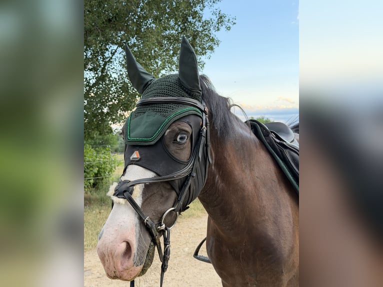 Weitere Ponys/Kleinpferde Stute 4 Jahre 144 cm Dunkelfuchs in Wallern im Burgenland