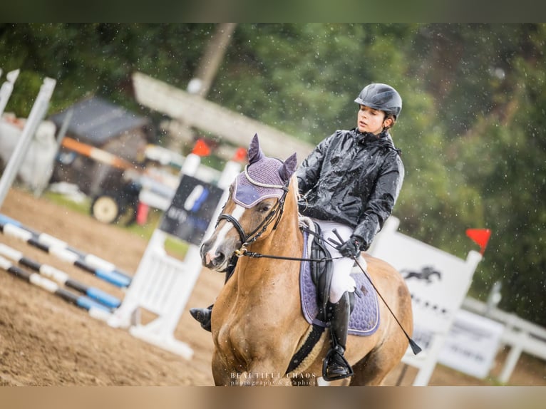 Weitere Ponys/Kleinpferde Stute 4 Jahre 144 cm Palomino in Zag&#xF3;r&#xF3;w