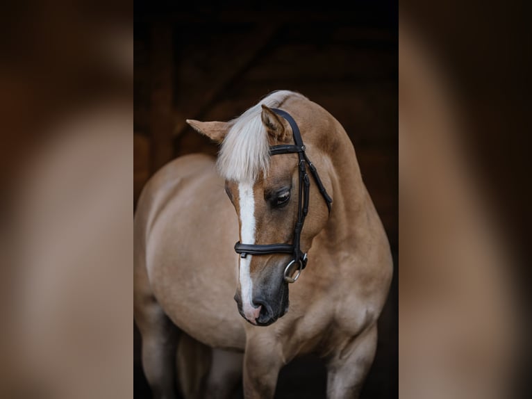 Weitere Ponys/Kleinpferde Stute 4 Jahre 144 cm Palomino in Zag&#xF3;r&#xF3;w