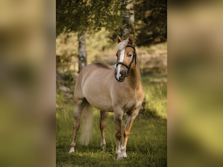 Weitere Ponys/Kleinpferde Stute 4 Jahre 144 cm Palomino in Zag&#xF3;r&#xF3;w