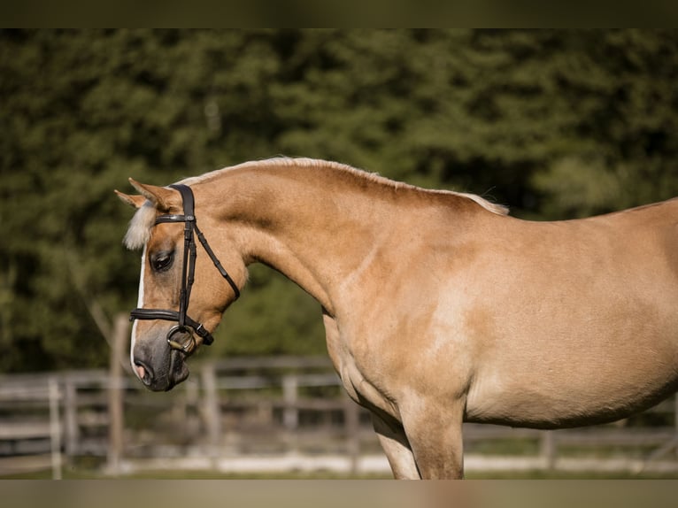 Weitere Ponys/Kleinpferde Stute 4 Jahre 144 cm Palomino in Zag&#xF3;r&#xF3;w
