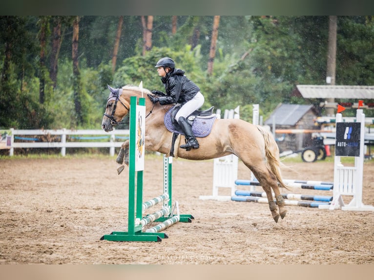 Weitere Ponys/Kleinpferde Stute 4 Jahre 144 cm Palomino in Zag&#xF3;r&#xF3;w