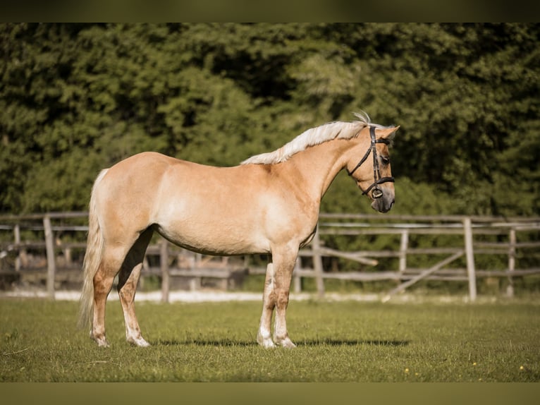 Weitere Ponys/Kleinpferde Stute 4 Jahre 144 cm Palomino in Zag&#xF3;r&#xF3;w