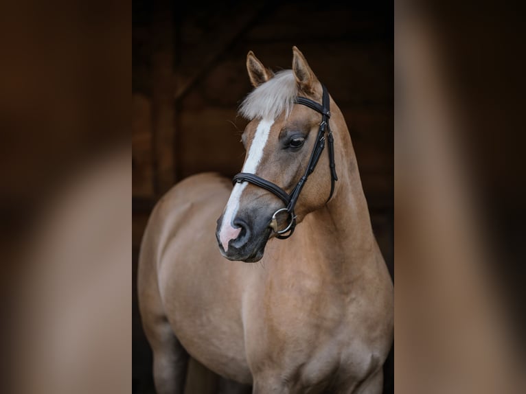 Weitere Ponys/Kleinpferde Stute 4 Jahre 144 cm Palomino in Zag&#xF3;r&#xF3;w