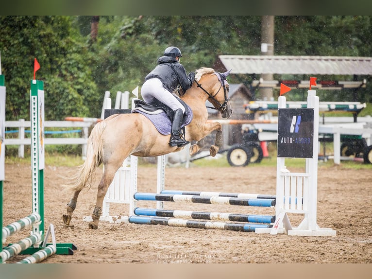 Weitere Ponys/Kleinpferde Stute 4 Jahre 144 cm Palomino in Zag&#xF3;r&#xF3;w