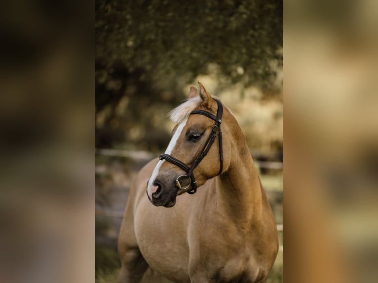 Weitere Ponys/Kleinpferde Stute 4 Jahre 144 cm Palomino in Zag&#xF3;r&#xF3;w
