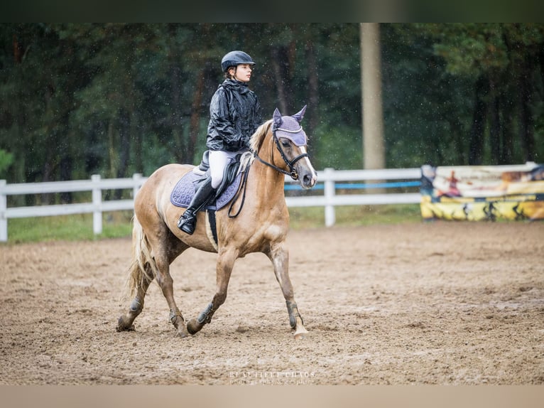 Weitere Ponys/Kleinpferde Stute 4 Jahre 144 cm Palomino in Zag&#xF3;r&#xF3;w