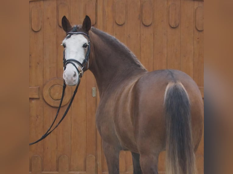 Weitere Ponys/Kleinpferde Stute 4 Jahre 145 cm Brauner in Csabaszabadi
