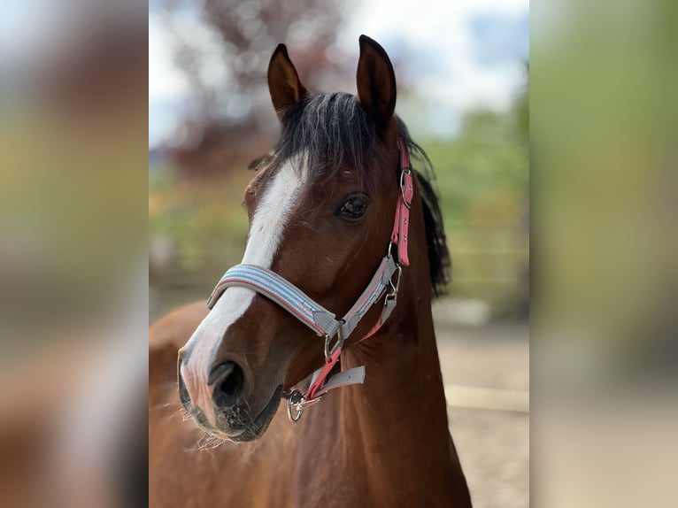 Weitere Ponys/Kleinpferde Stute 4 Jahre 145 cm Brauner in Kottwil