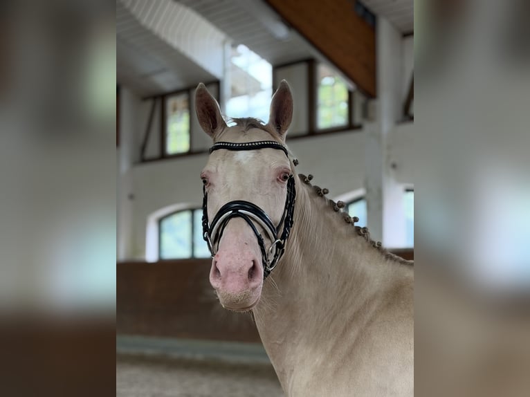 Weitere Ponys/Kleinpferde Stute 4 Jahre 145 cm Cremello in Kirchlinteln