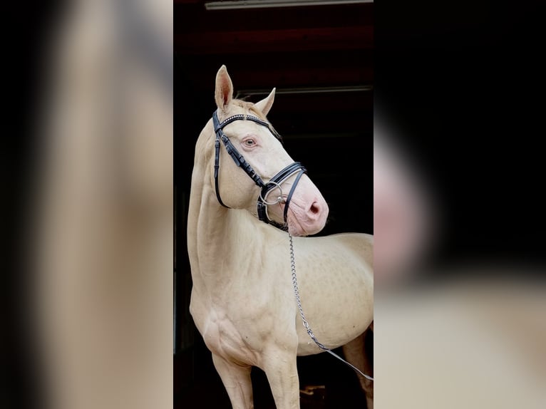 Weitere Ponys/Kleinpferde Stute 4 Jahre 145 cm Cremello in Kirchlinteln