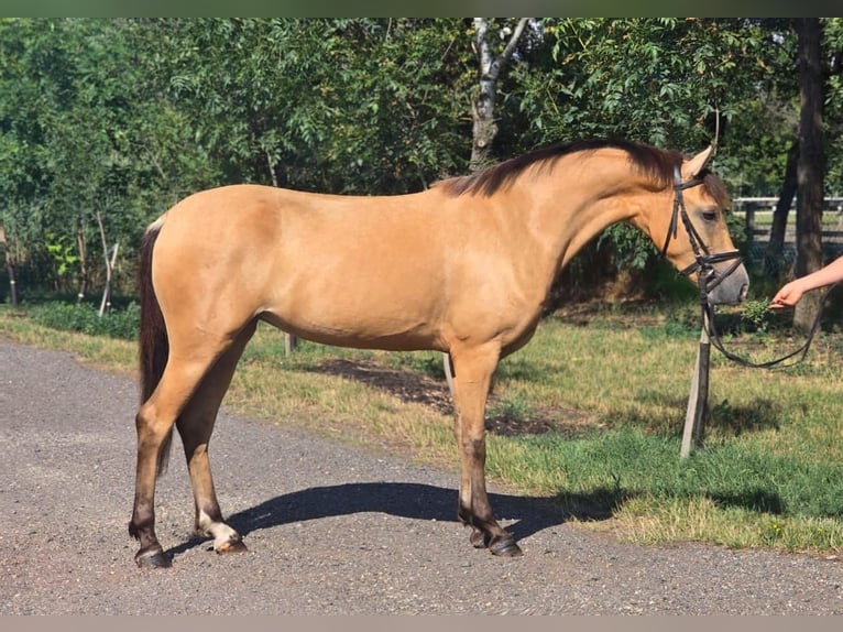 Weitere Ponys/Kleinpferde Stute 4 Jahre 145 cm Palomino in B&#xE9;k&#xE9;scsaba