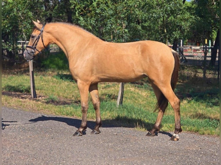 Weitere Ponys/Kleinpferde Stute 4 Jahre 145 cm Palomino in B&#xE9;k&#xE9;scsaba