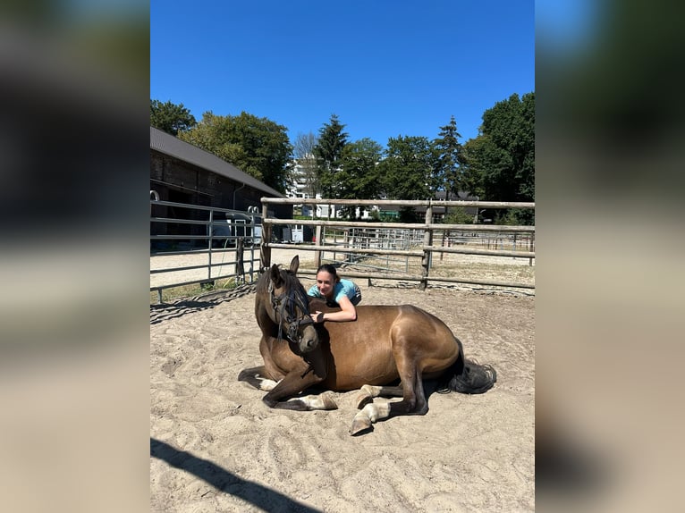 Weitere Ponys/Kleinpferde Stute 4 Jahre 146 cm Buckskin in Gelsenkirchen