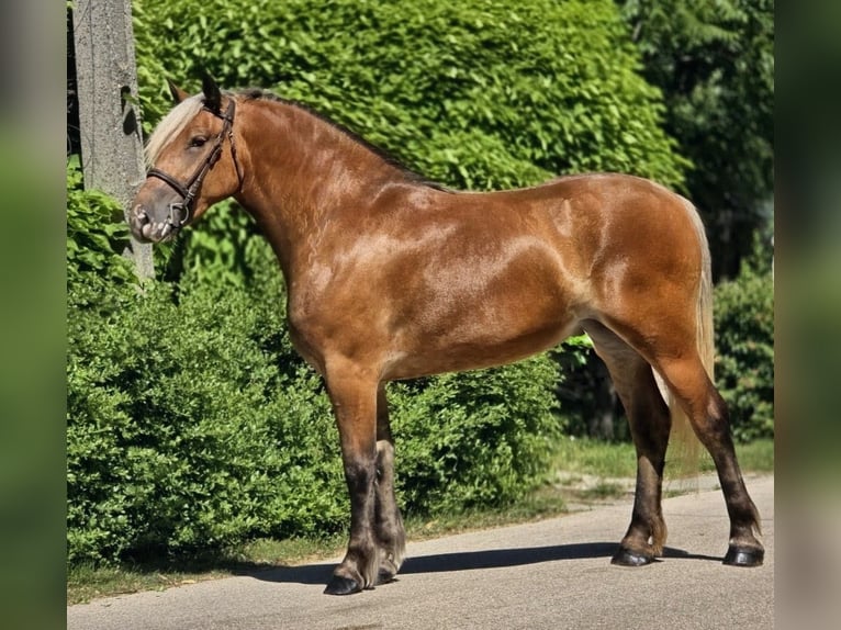 Weitere Ponys/Kleinpferde Stute 4 Jahre 146 cm Buckskin in Békéscsaba