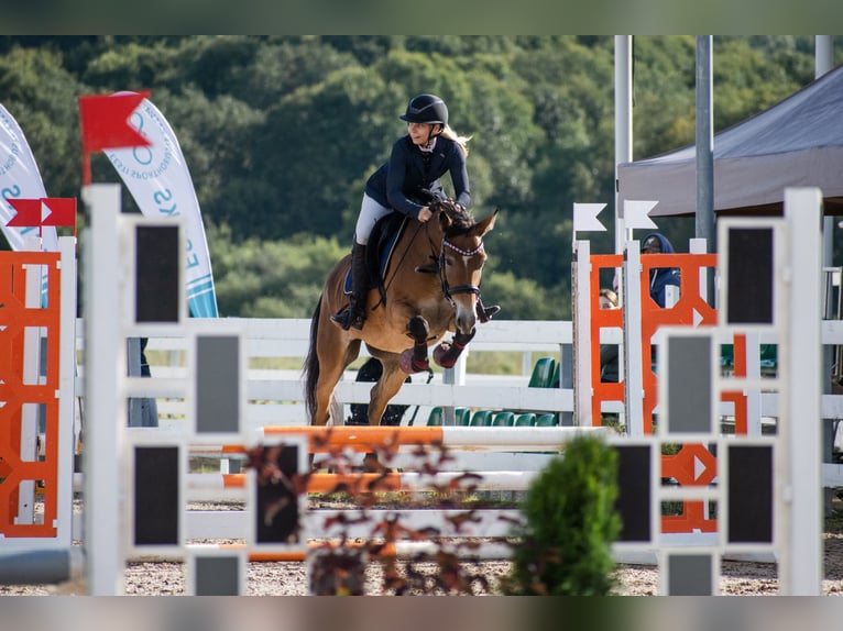 Weitere Ponys/Kleinpferde Stute 4 Jahre 146 cm Rotbrauner in Pärnumaa