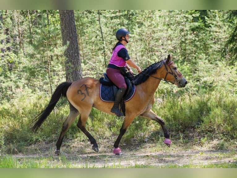 Weitere Ponys/Kleinpferde Stute 4 Jahre 146 cm Rotbrauner in Pärnumaa