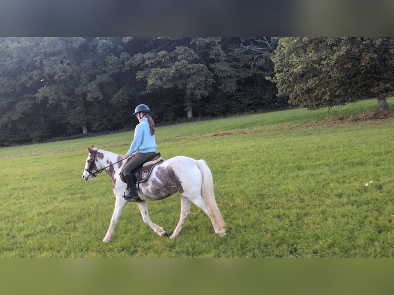 Weitere Ponys/Kleinpferde Stute 4 Jahre 146 cm Schecke in Morsbach