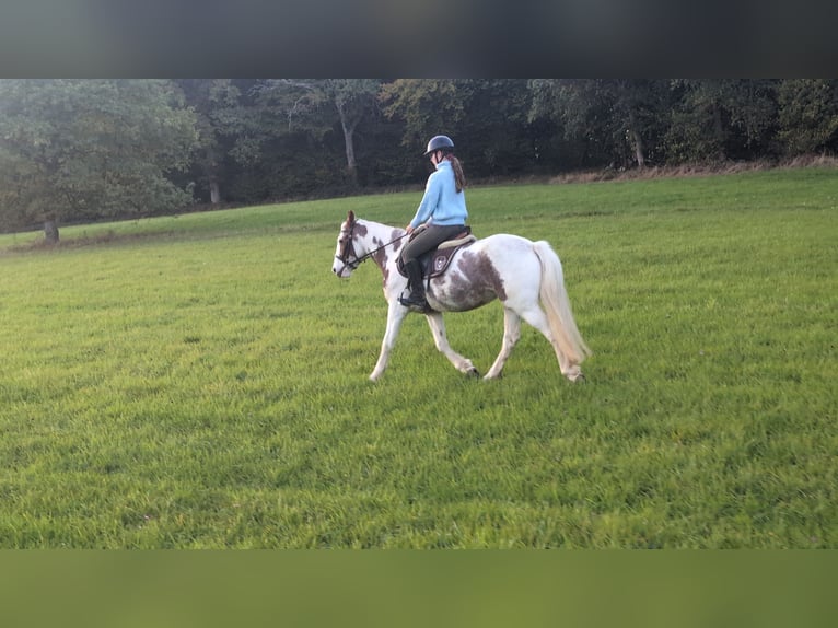 Weitere Ponys/Kleinpferde Stute 4 Jahre 146 cm Schecke in Morsbach
