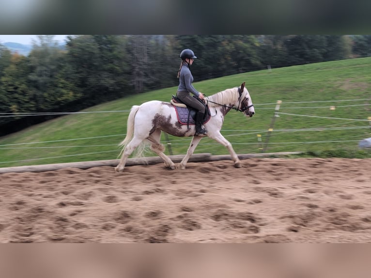Weitere Ponys/Kleinpferde Stute 4 Jahre 146 cm Schecke in Morsbach