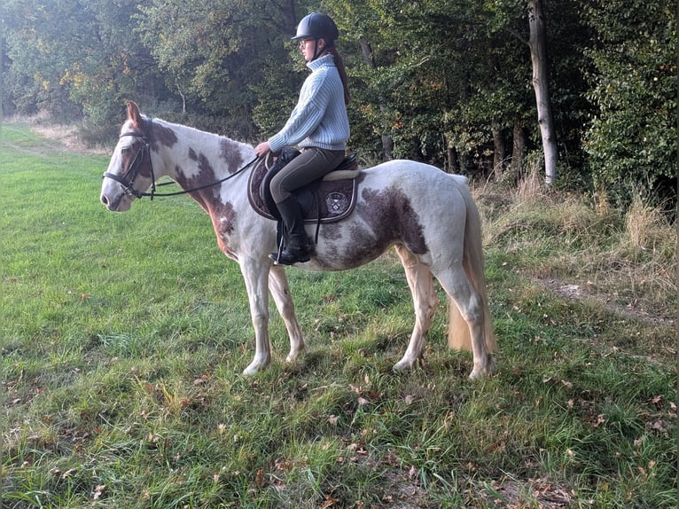 Weitere Ponys/Kleinpferde Stute 4 Jahre 146 cm Schecke in Morsbach