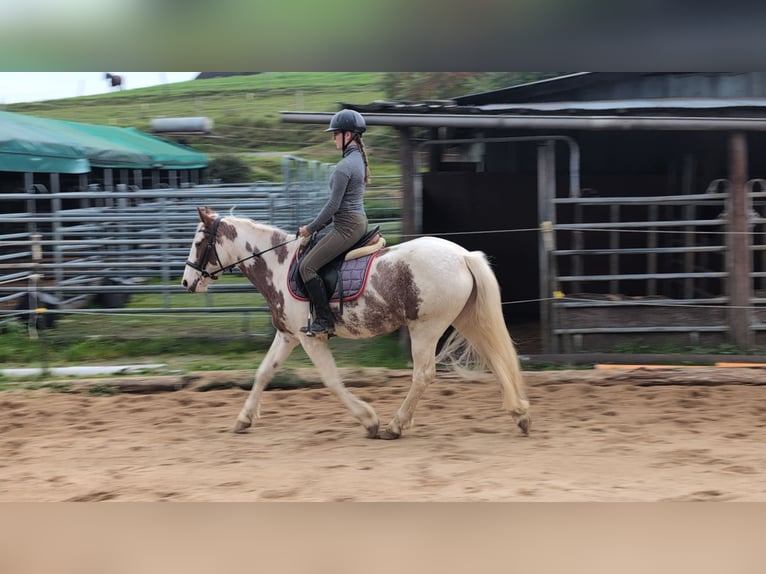 Weitere Ponys/Kleinpferde Stute 4 Jahre 146 cm Schecke in Morsbach