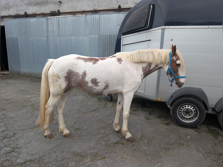 Weitere Ponys/Kleinpferde Stute 4 Jahre 146 cm Schecke in Morsbach