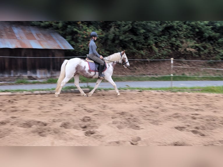 Weitere Ponys/Kleinpferde Stute 4 Jahre 146 cm Schecke in Morsbach