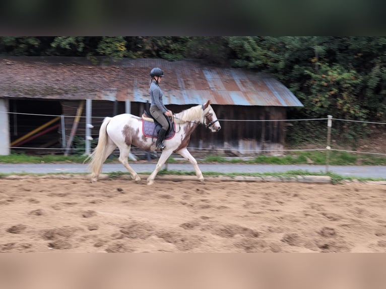 Weitere Ponys/Kleinpferde Stute 4 Jahre 146 cm Schecke in Morsbach