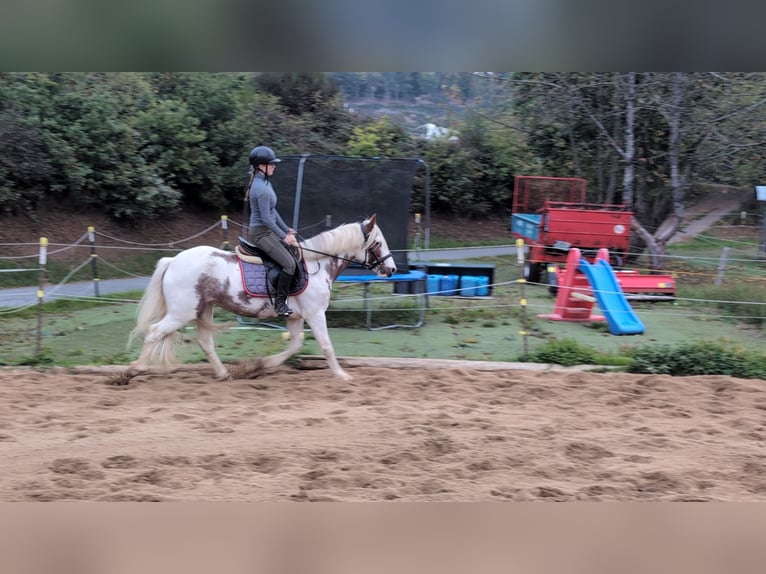 Weitere Ponys/Kleinpferde Stute 4 Jahre 146 cm Schecke in Morsbach