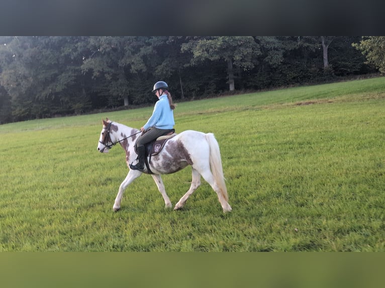 Weitere Ponys/Kleinpferde Stute 4 Jahre 146 cm Schecke in Morsbach