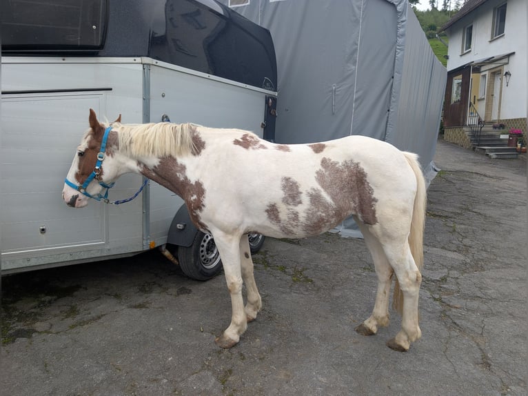 Weitere Ponys/Kleinpferde Stute 4 Jahre 146 cm Schecke in Morsbach