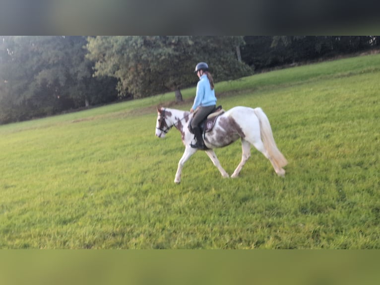 Weitere Ponys/Kleinpferde Stute 4 Jahre 146 cm Schecke in Morsbach