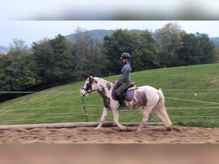 Weitere Ponys/Kleinpferde Stute 4 Jahre 146 cm Schecke in Morsbach