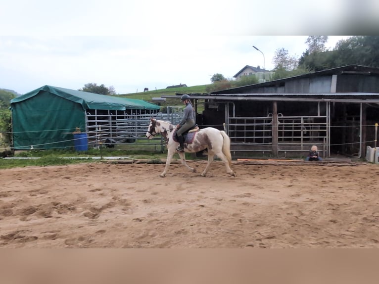 Weitere Ponys/Kleinpferde Stute 4 Jahre 146 cm Schecke in Morsbach