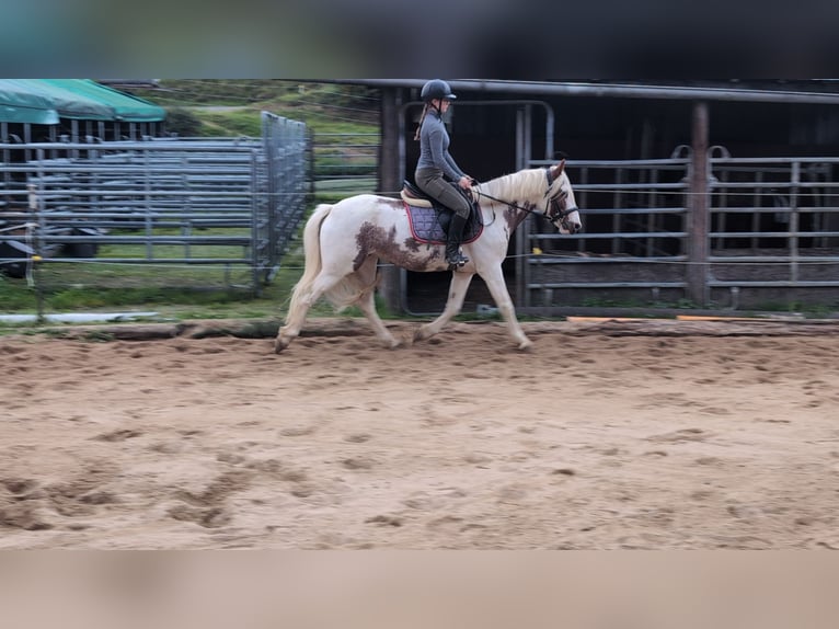 Weitere Ponys/Kleinpferde Stute 4 Jahre 146 cm Schecke in Morsbach