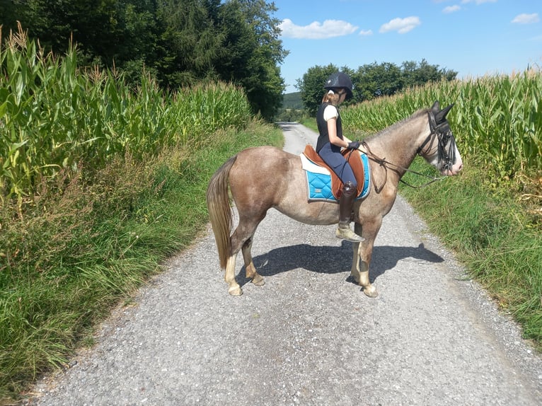 Weitere Ponys/Kleinpferde Mix Stute 4 Jahre 147 cm in Zwettl