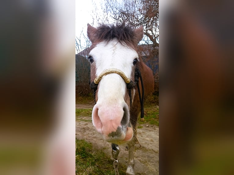 Weitere Ponys/Kleinpferde Mix Stute 4 Jahre 147 cm in Zwettl