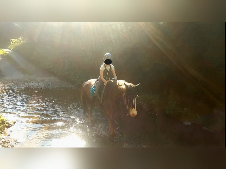 Weitere Ponys/Kleinpferde Mix Stute 4 Jahre 147 cm in Zwettl