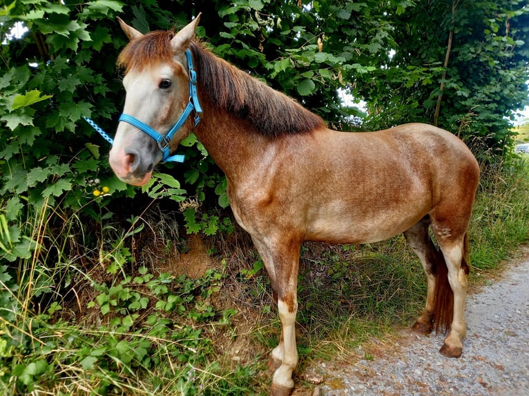 Weitere Ponys/Kleinpferde Mix Stute 4 Jahre 147 cm in Zwettl