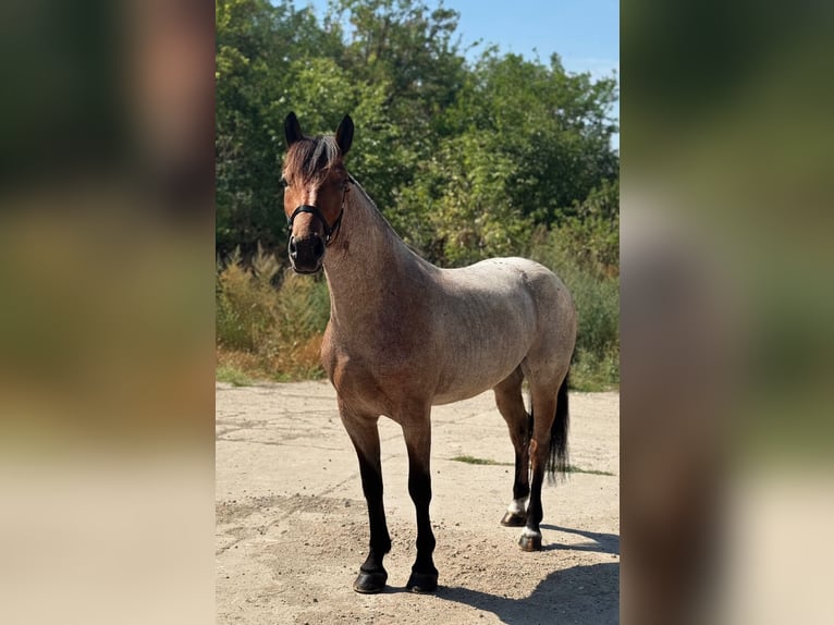 Weitere Ponys/Kleinpferde Stute 4 Jahre 147 cm Roan-Red in Mezőkovácsháza