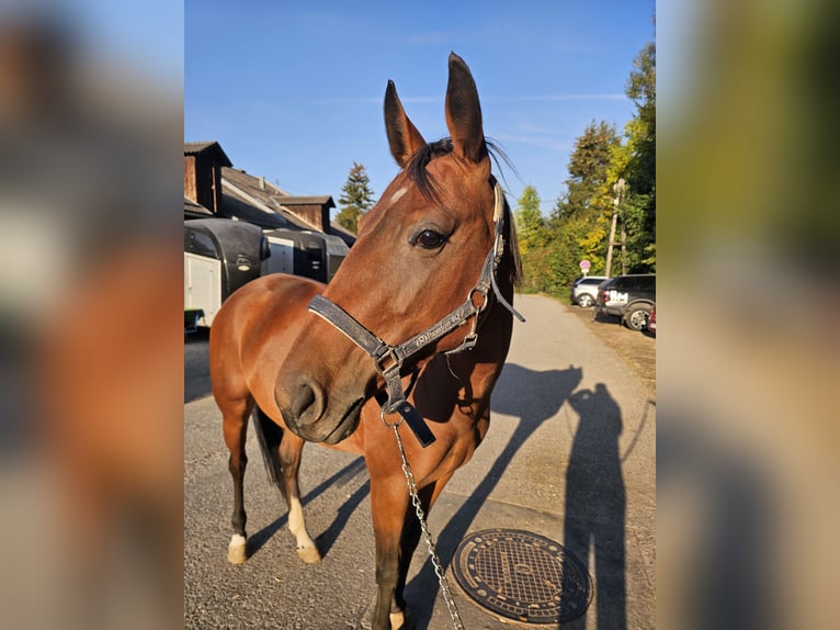 Weitere Ponys/Kleinpferde Stute 4 Jahre 148 cm Brauner in Breitenfurt bei Wien