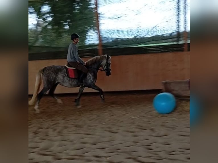 Weitere Ponys/Kleinpferde Stute 4 Jahre 148 cm Schimmel in Achstetten