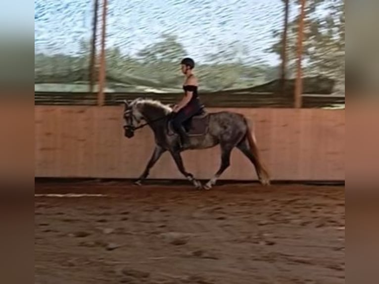 Weitere Ponys/Kleinpferde Stute 4 Jahre 148 cm Schimmel in Achstetten