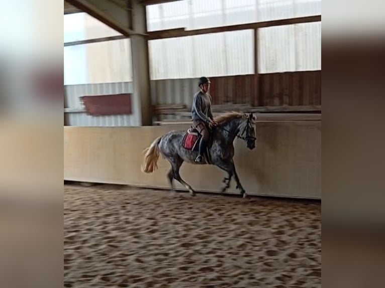 Weitere Ponys/Kleinpferde Stute 4 Jahre 148 cm Schimmel in Achstetten